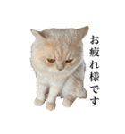 お猫さまの風太くん（個別スタンプ：5）