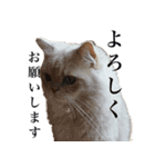 お猫さまの風太くん（個別スタンプ：6）