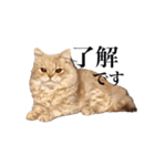 お猫さまの風太くん（個別スタンプ：7）