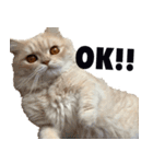 お猫さまの風太くん（個別スタンプ：8）