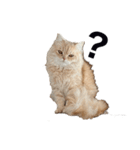 お猫さまの風太くん（個別スタンプ：9）