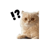 お猫さまの風太くん（個別スタンプ：10）