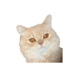 お猫さまの風太くん（個別スタンプ：11）