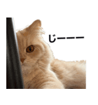 お猫さまの風太くん（個別スタンプ：13）
