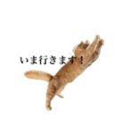 お猫さまの風太くん（個別スタンプ：14）