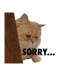 お猫さまの風太くん（個別スタンプ：15）
