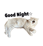お猫さまの風太くん（個別スタンプ：16）