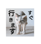 木彫りねこのレス（個別スタンプ：1）