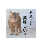 木彫りねこのレス（個別スタンプ：2）