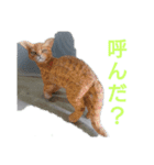 木彫りねこのレス（個別スタンプ：3）