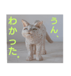 木彫りねこのレス（個別スタンプ：4）