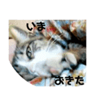 うちの子スタンプ～キジ白にゃんこのひめ～（個別スタンプ：3）