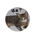 うちの子スタンプ～キジ白にゃんこのひめ～（個別スタンプ：6）