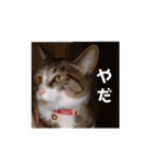 うちの子スタンプ～キジ白にゃんこのひめ～（個別スタンプ：7）