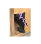 動物スタンプりさ（個別スタンプ：5）