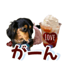 ダックスLoveちゃん45デカ文字編（個別スタンプ：19）