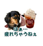 ダックスLoveちゃん45デカ文字編（個別スタンプ：25）