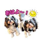 私の家族のシーズー犬 3（個別スタンプ：2）