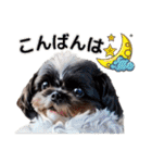 私の家族のシーズー犬 3（個別スタンプ：4）