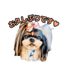 私の家族のシーズー犬 3（個別スタンプ：5）