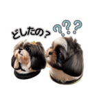 私の家族のシーズー犬 3（個別スタンプ：7）