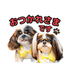 私の家族のシーズー犬 3（個別スタンプ：8）