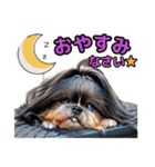 私の家族のシーズー犬 3（個別スタンプ：9）