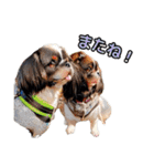 私の家族のシーズー犬 3（個別スタンプ：10）