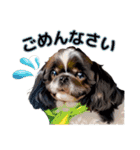 私の家族のシーズー犬 3（個別スタンプ：11）