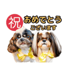 私の家族のシーズー犬 3（個別スタンプ：12）