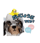 私の家族のシーズー犬 3（個別スタンプ：13）