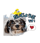 私の家族のシーズー犬 3（個別スタンプ：14）