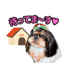 私の家族のシーズー犬 3（個別スタンプ：15）