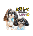 私の家族のシーズー犬 3（個別スタンプ：16）