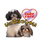 私の家族のシーズー犬 3（個別スタンプ：19）