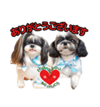 私の家族のシーズー犬 3（個別スタンプ：20）