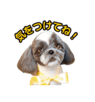 私の家族のシーズー犬 3（個別スタンプ：21）