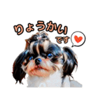 私の家族のシーズー犬 3（個別スタンプ：26）