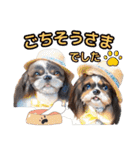 私の家族のシーズー犬 3（個別スタンプ：28）