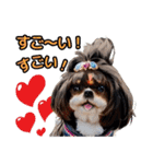 私の家族のシーズー犬 3（個別スタンプ：29）