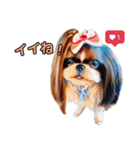 私の家族のシーズー犬 3（個別スタンプ：33）