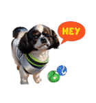 私の家族のシーズー犬 3（個別スタンプ：34）