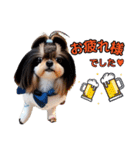私の家族のシーズー犬 3（個別スタンプ：37）