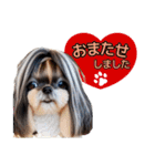 私の家族のシーズー犬 3（個別スタンプ：38）