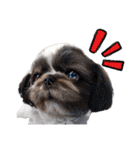 私の家族のシーズー犬 3（個別スタンプ：39）