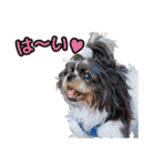 私の家族のシーズー犬 3（個別スタンプ：40）