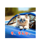 猫ドライブ2！40セット！（個別スタンプ：11）