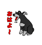 我が家のシュナウザーのスタンプ（個別スタンプ：3）