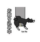 我が家のシュナウザーのスタンプ（個別スタンプ：20）