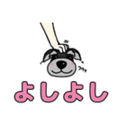 我が家のシュナウザーのスタンプ（個別スタンプ：23）